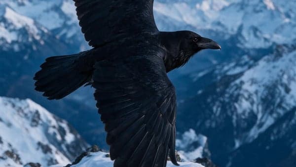 Ravens Plan Their Heists